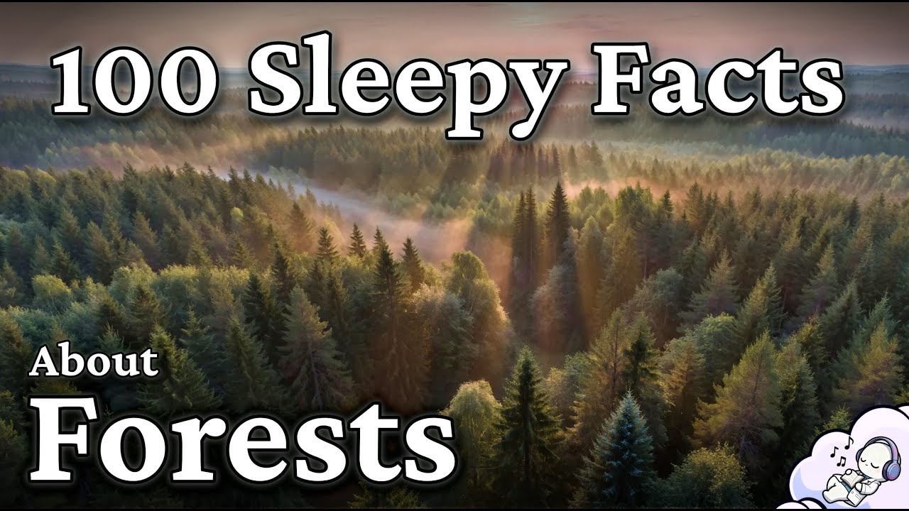 Quietly Fascinating Forest Facts to Fall Asleep To (A Calm Science Documentary)
