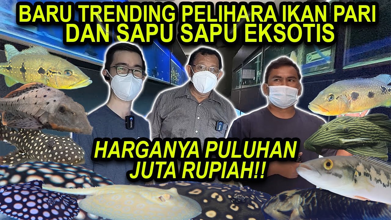 PELIHARA IKAN PARI DAN SAPU SAPU EKSOTIS!! HARGANYA PULUHAN JUTA RUPIAH!
