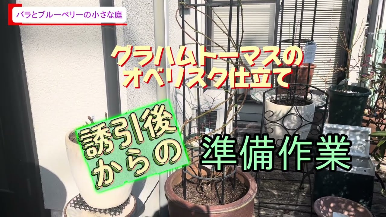春への立派な開花を求めて！-オベリスク仕立ての誘引後からの作業紹介-バラとブルーベリーの小さな庭