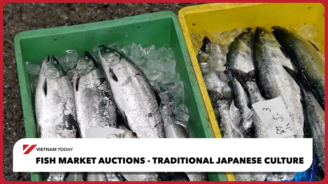 Fish market auctions - Traditional Japanese culture | Vietnam Today