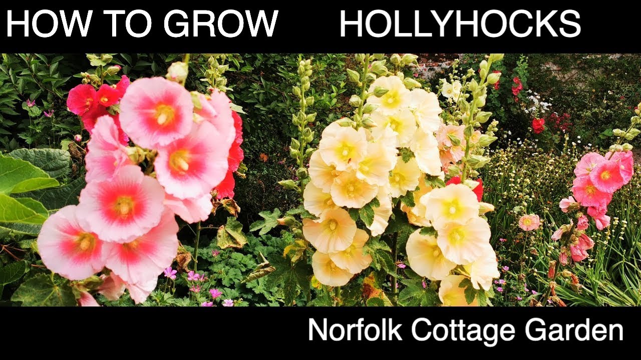 How to grow Hollyhock Flowers