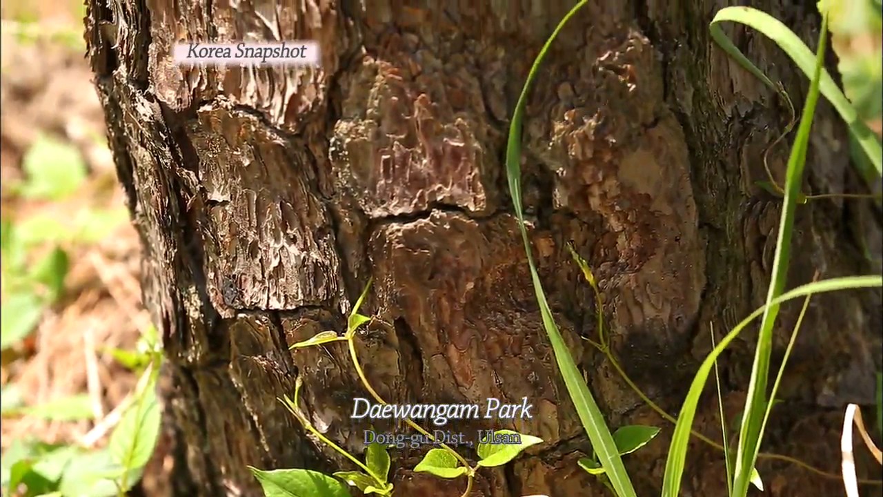 [Korea Snapshot] Daewangam Park