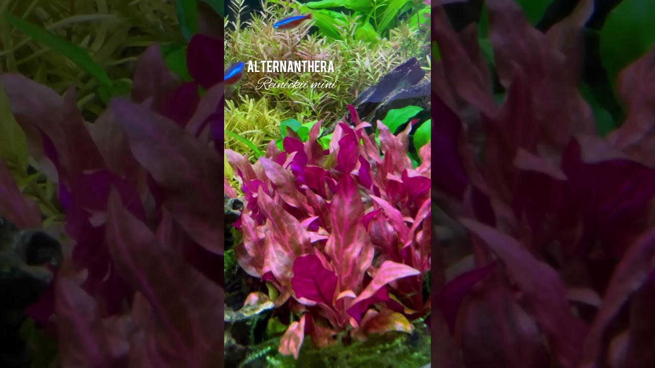 Alternanthera reineckii 'ROSANERVIG #aquarium #fish #aquariumplants #alternanthera #poisson