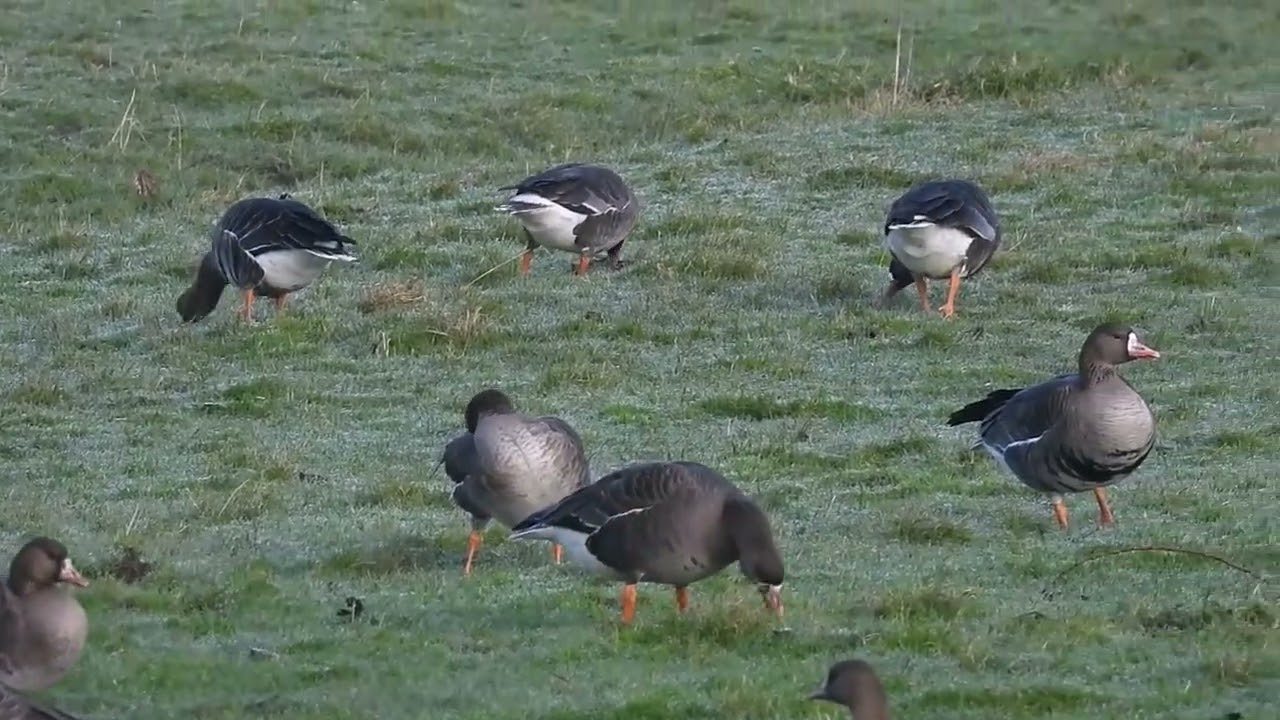 Kolganzen en Grauwe gans in Sluis- Nederland