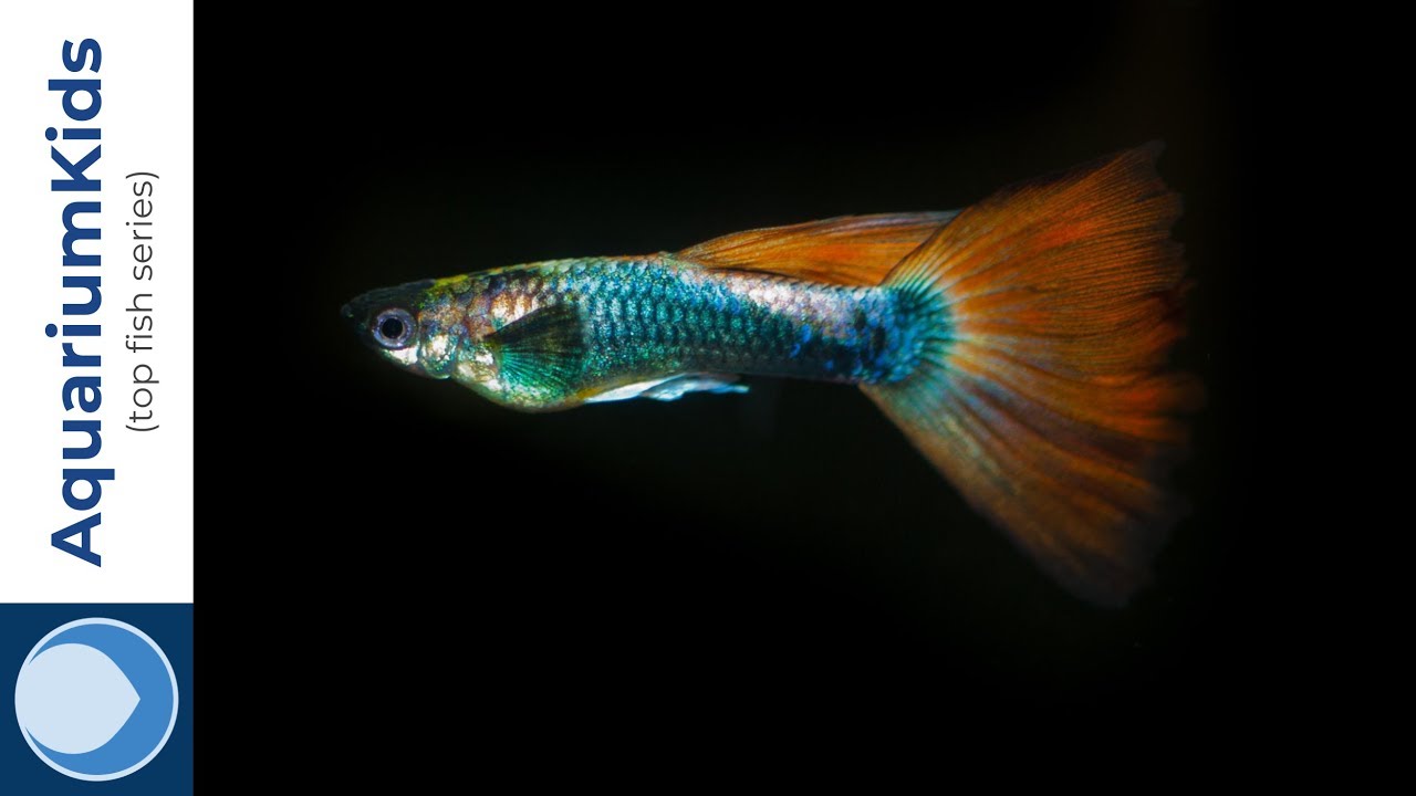 THE TOP 5 TANK MATES FOR GUPPIES