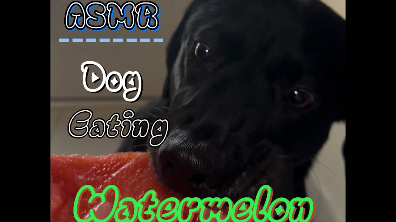 Dog eating Watermelon (ASMR)
