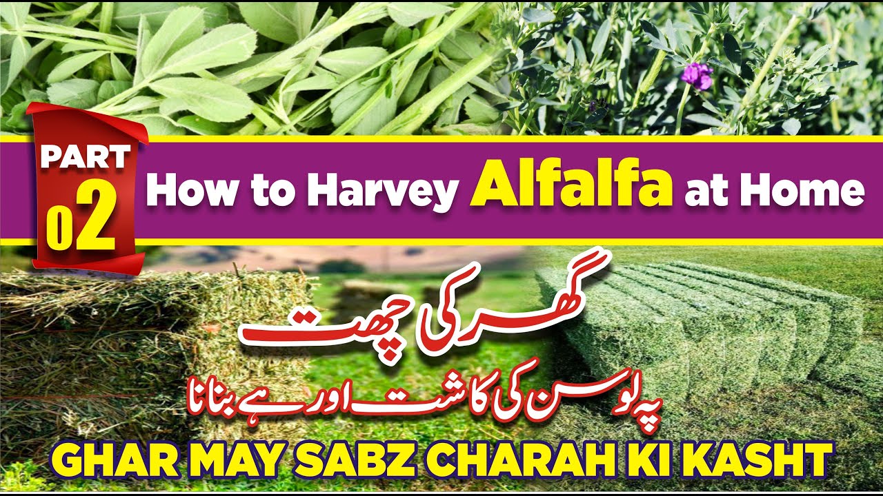 How to Harvey Alfalfa at Home گھر کی چھت پر لوسن کی کاشت اور ہےبنانا Ghar May Sabz Charah (Part 02)