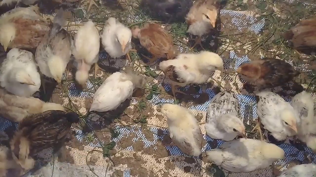 CUCELERIN QIZIL BAXILMA QAYDASI 1-15 GUNE KIMI