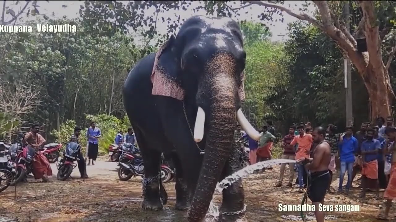 Kerala elephant thrikkadavoor Shivaraju # sailesh vaikom