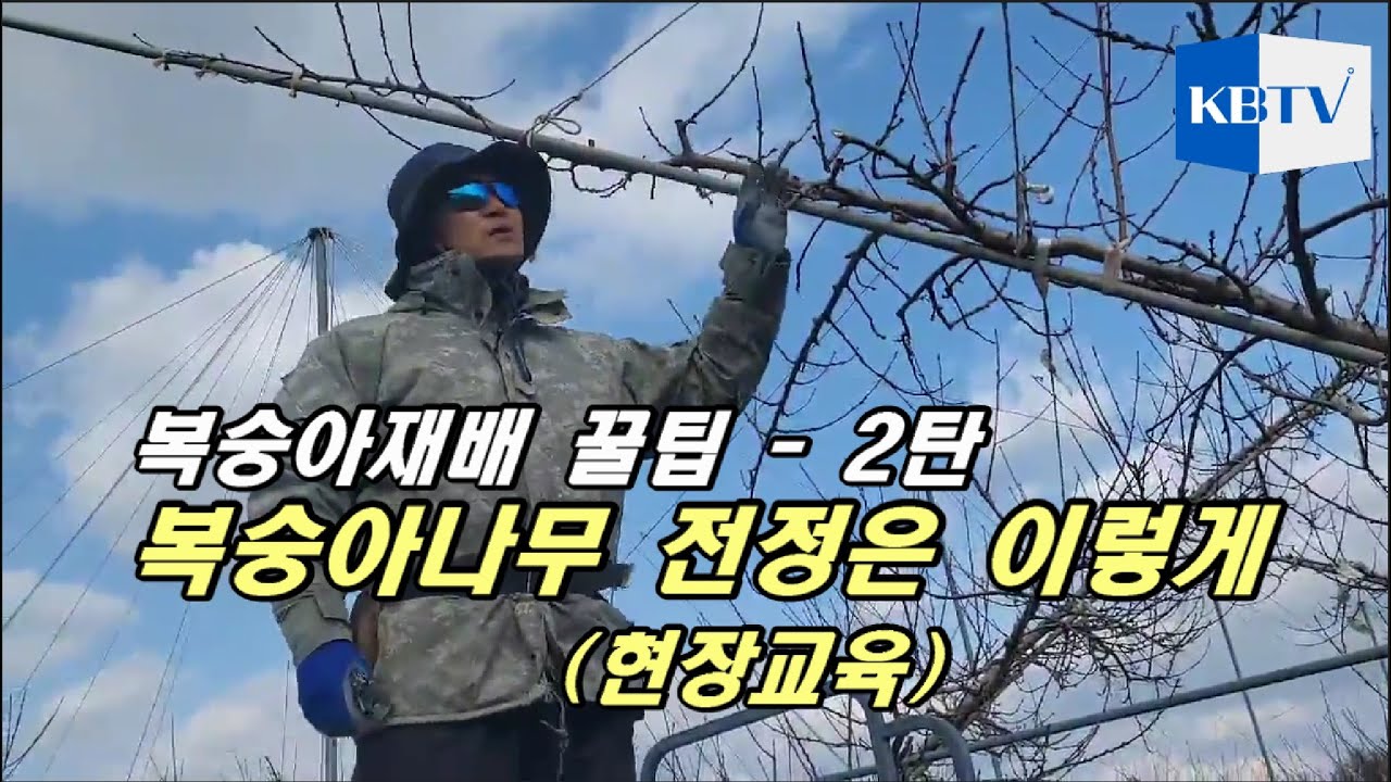 복숭아재배 꿀팁 2탄... 복숭아나무 전정방법 (현장교육)