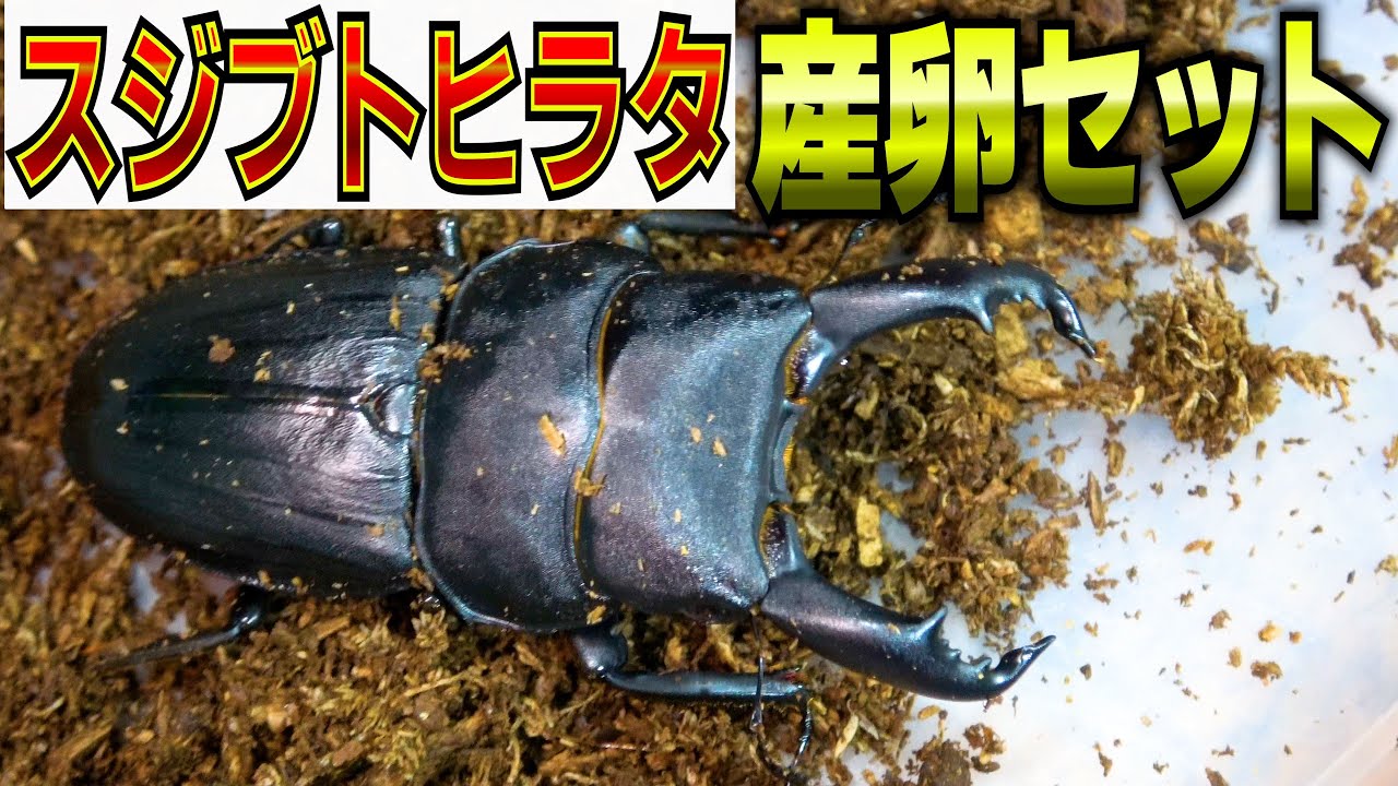 スジブトヒラタの産卵セットを作ります
