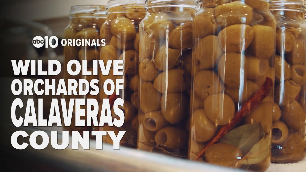 The Wild Olive Orchards of Calaveras County | Bartell's Backroads