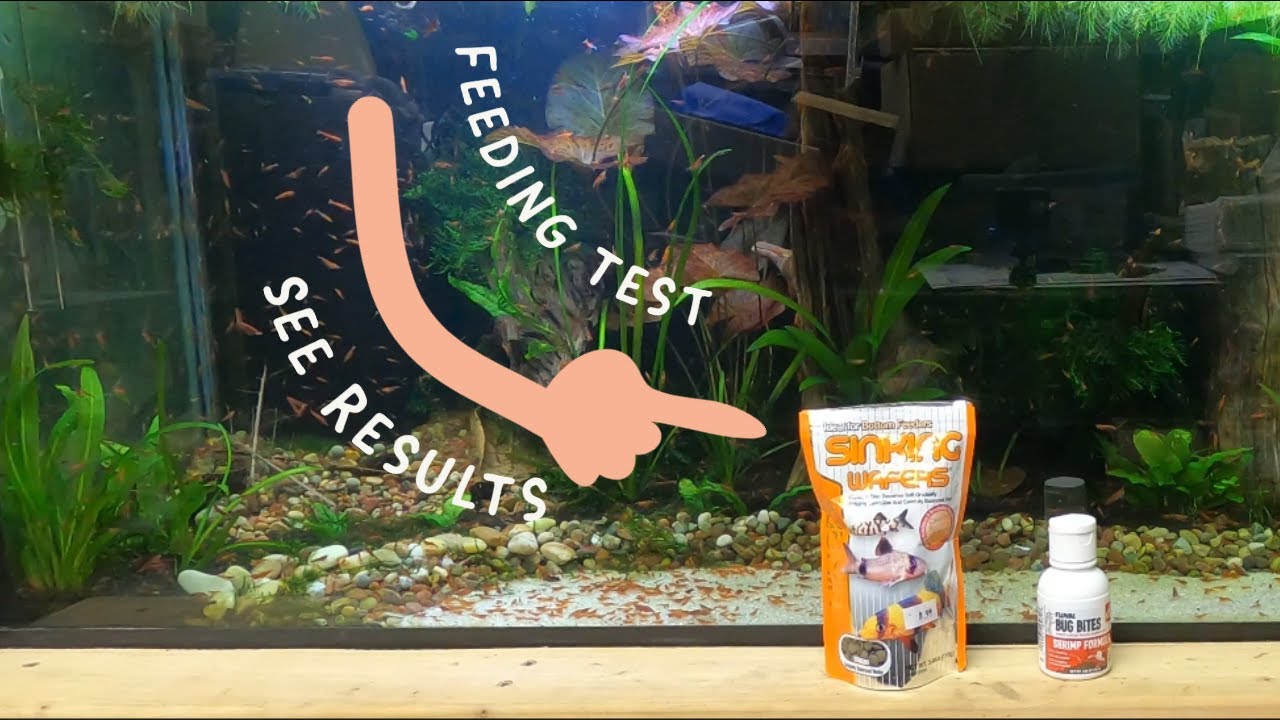 75 Gallon Standard feeding - PSA EP 02