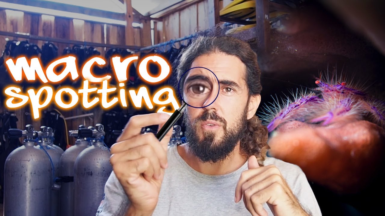 Macro Diving Critter Identification 🔎 Pro tips on where to find them!