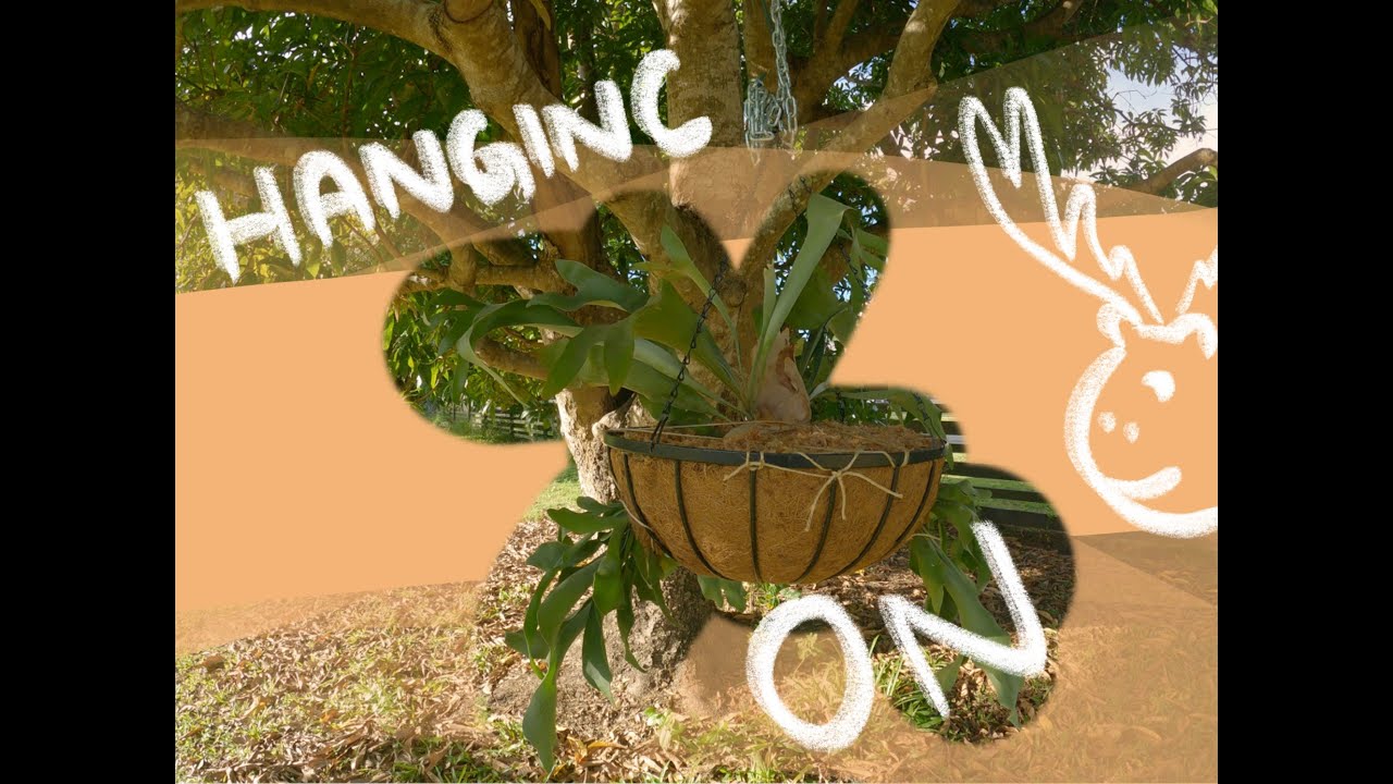 How to Mount Elkhorn Fern in Hanging Basket