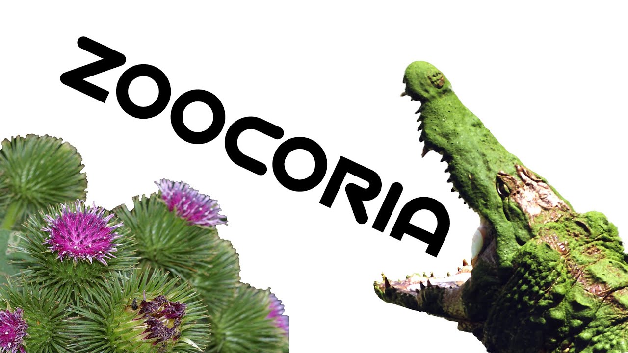 ¿Qué es la ZOOCORIA?. Dispersión de SEMILLAS por ANIMALES