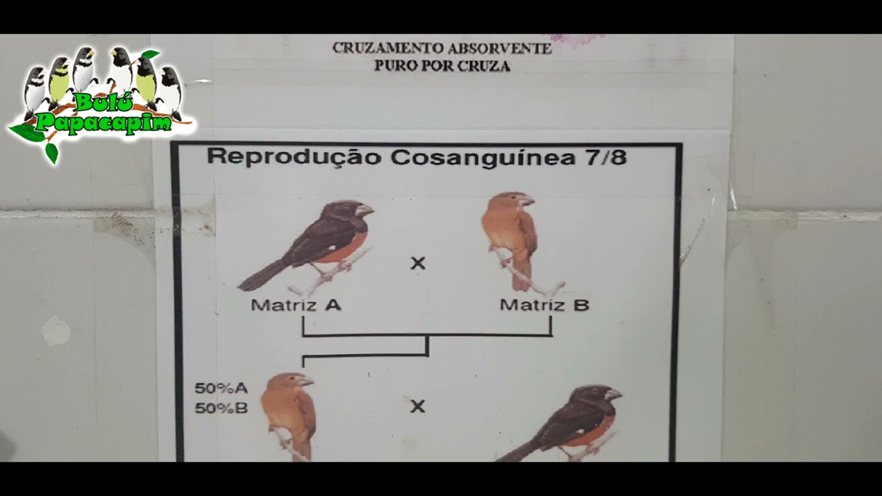 PORQUE A GENÉTICA NÃO FUNCIONA NOS COLEIROS