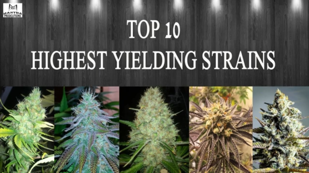 Top 10 Highest Yielding Strains
