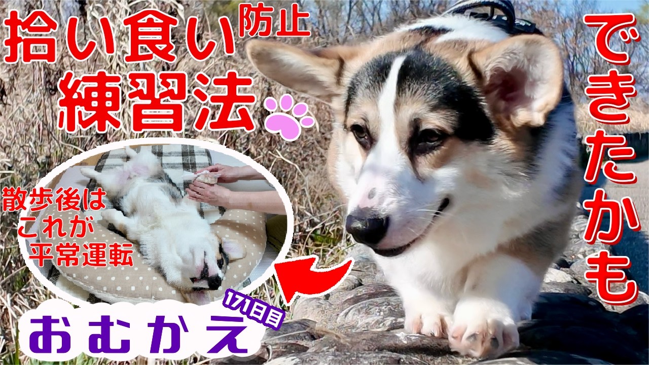 【コーギー】拾い食い防止用のお散歩の練習方法が出来たかもしれません！　散歩後はへそてんひらきで大爆睡【生後七ヶ月半のコーギー】
