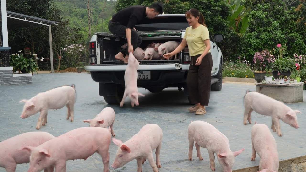 Buying piglets to raise is a way to generate income in rural areas. ( Ep 414 )