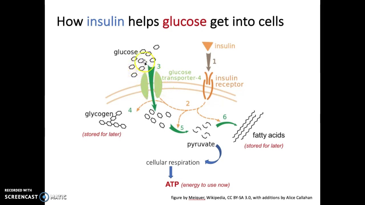 Glucose Regulation and Utilization