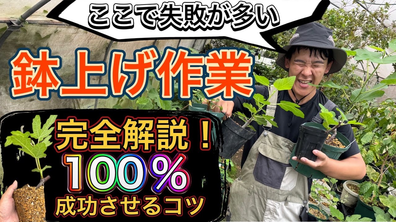 【保存版】イチジク挿し木苗の鉢上げ完全解説｜よくある失敗と成功のコツ、全部教えます