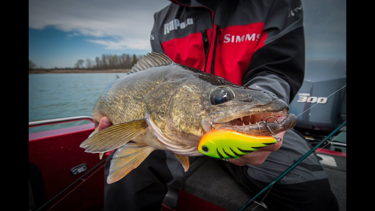 Fish Rippin' Raps for Huge Post-Spawn Walleyes -- IDO 