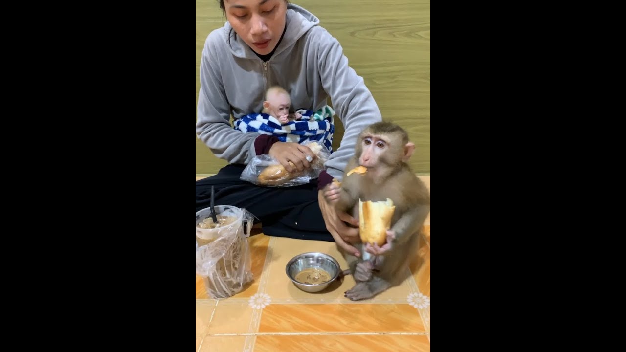 Cute Monkey Sharing Bread While Caring for Tiny Baby 🐒👶🥖 | Sweet Family Moment