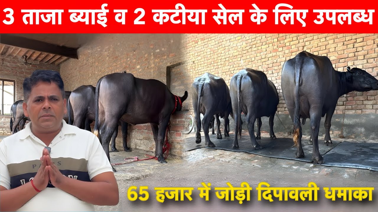 65 हजार में जोड़ा 3 ताजा ब्याई व 2 कटीया सेल के लिए उपलब्ध Shrma Daily Farm Sisral 🏆 दिवाली स्पेशल ✅