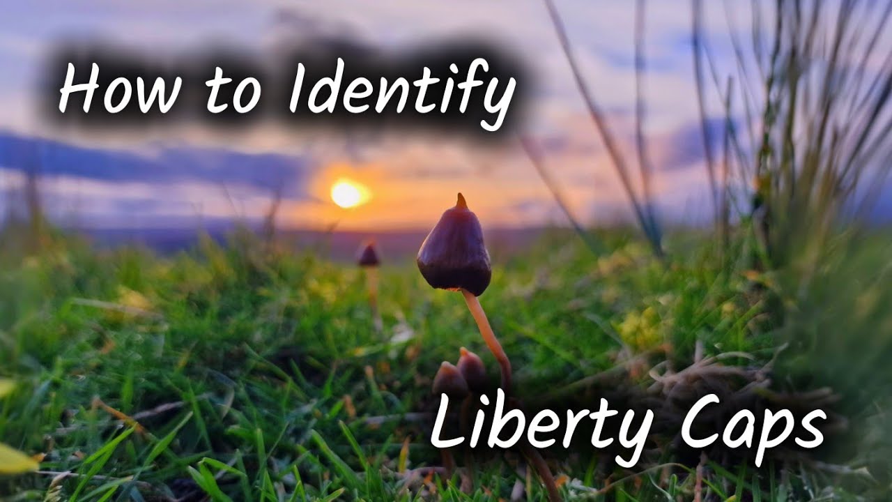 Liberty caps | Identification Guide