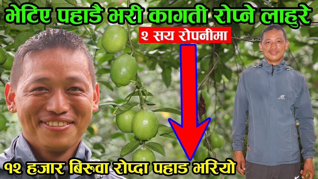 १२ हजार बिरुवा रोपेर पहाडमा लाहुरेले सुरु गरे व्यवसायिक कागती खेती, बने किसानी लाहुरे │Nepal Chitra