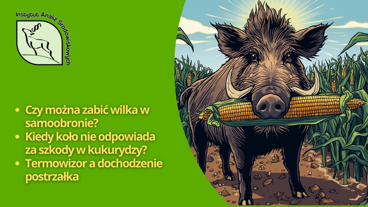 Politycy nas nie zbawią | Q&A | sporne urządzenia wylotowe (tzw. tłumiki)