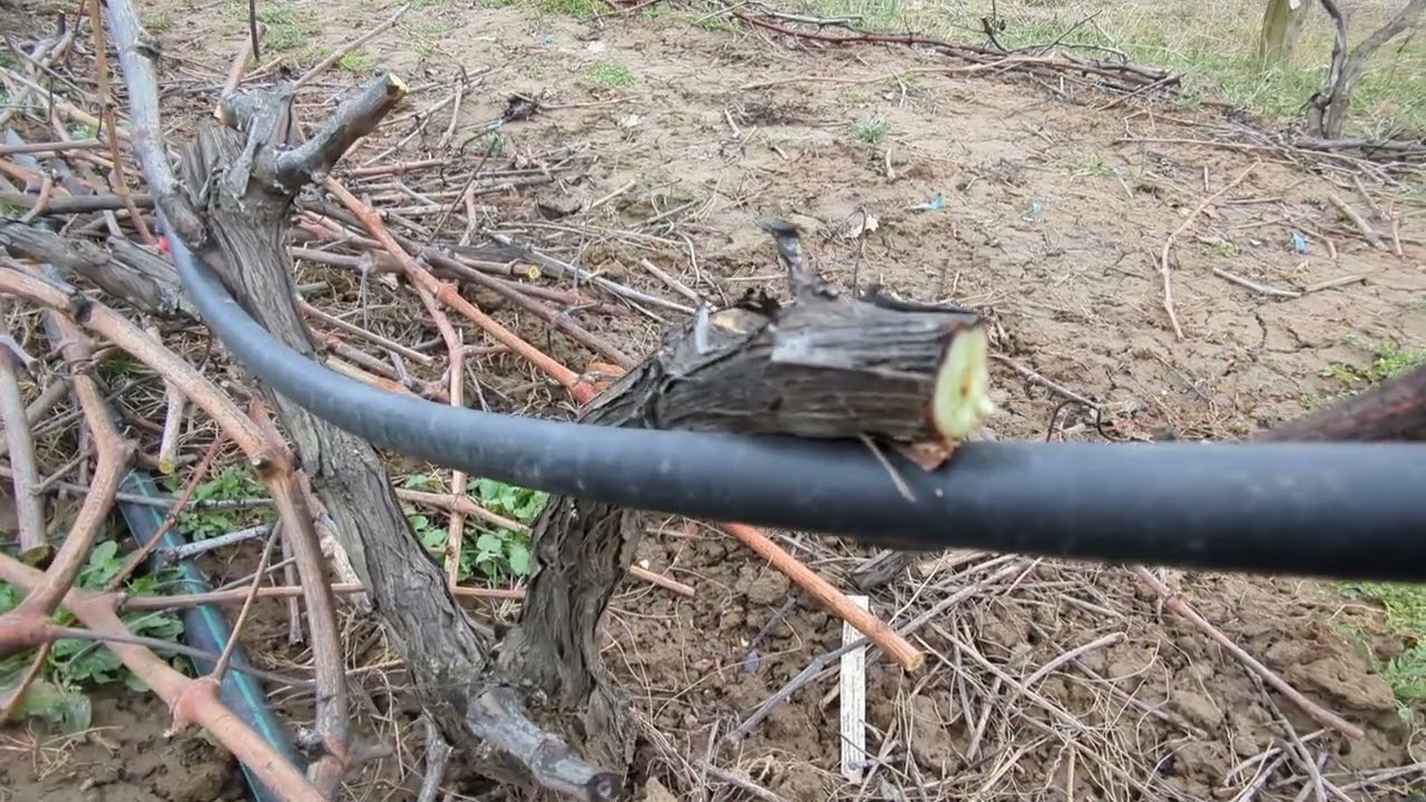 Folyamatban a tavaszi szőlőmetszés.