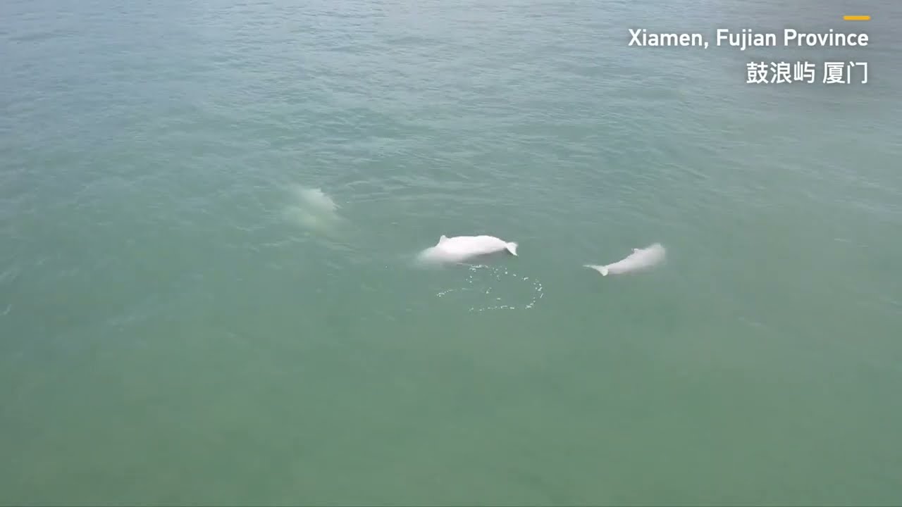 Chinese white dolphin spotted swimming in waters off Xiamen city