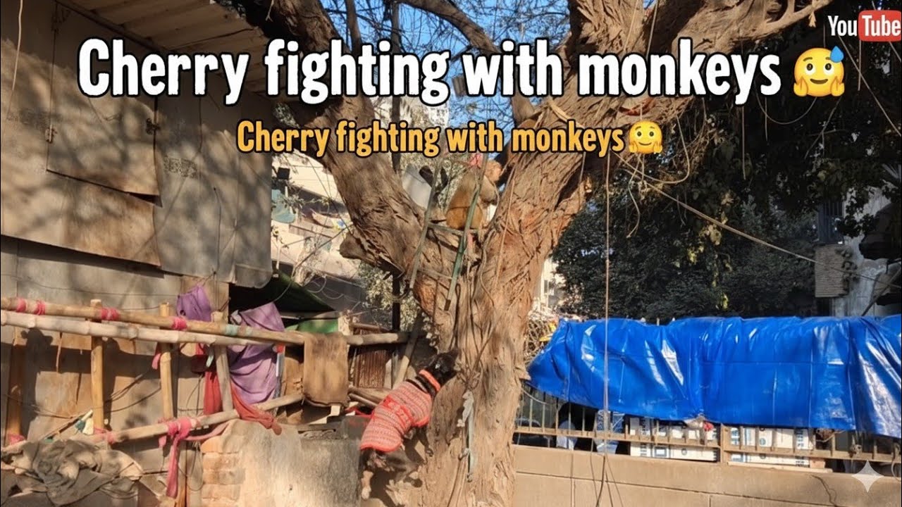 चेरी और बंदरों की फाइटिंग हो रही है देखो बहुत सारे है👍👍👌#video#punctual Cherry#dog#viral#YouTube
