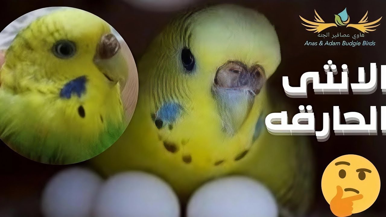 ازاى النتايه الحارقه ترجع تشتغل تانى