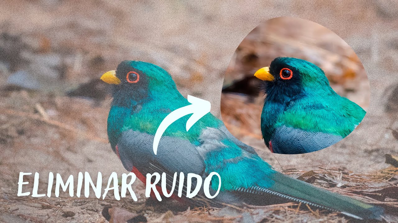 ¿MIEDO AL ISO ALTO? | Eliminación AVANZADA de ruido en Lightroom