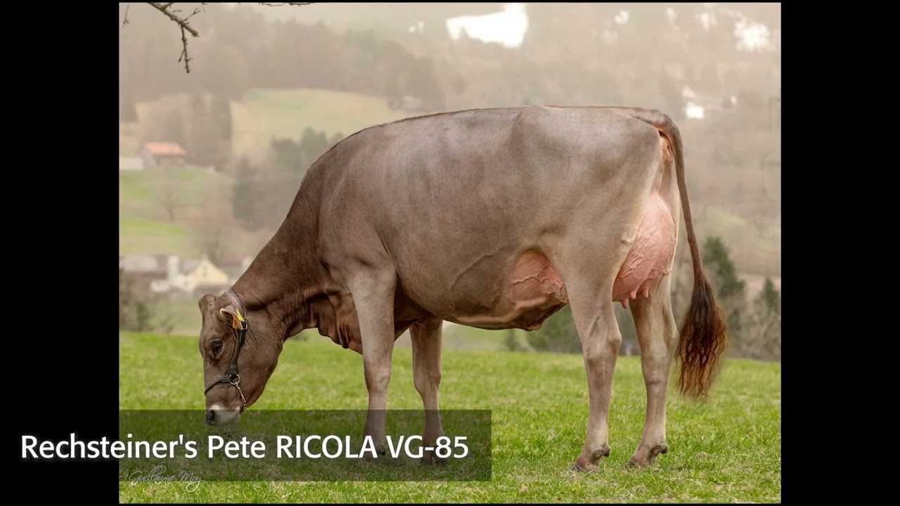 The Brown Swiss Bull PETE