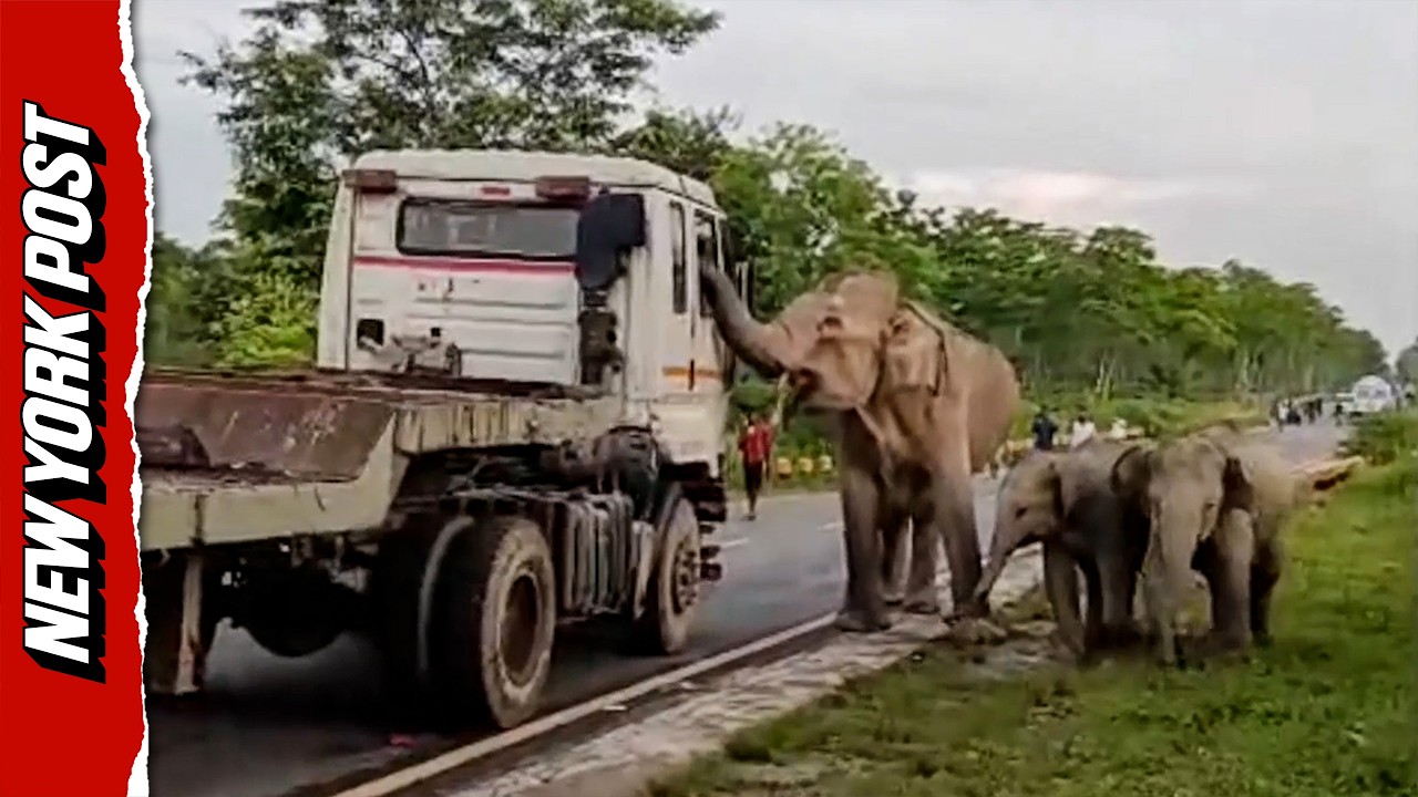 Terrifying Moment Elephant Charges Truck and Attacks it as Driver Runs for His Life