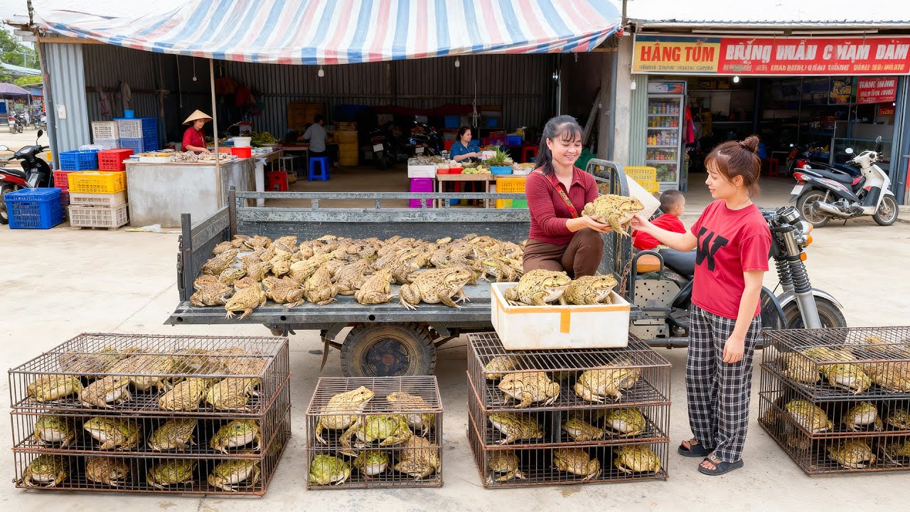 Harvesting 100+ Big Frog, Use 3-Wheeled Truck Transport Many Frogs Go To Market Sell