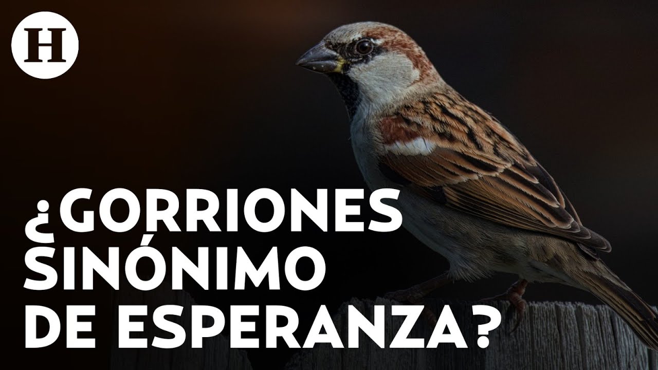 ¿Qué significa que un gorrión te visite? ¡No los ahuyentes! Podrían traerte cambios positivos