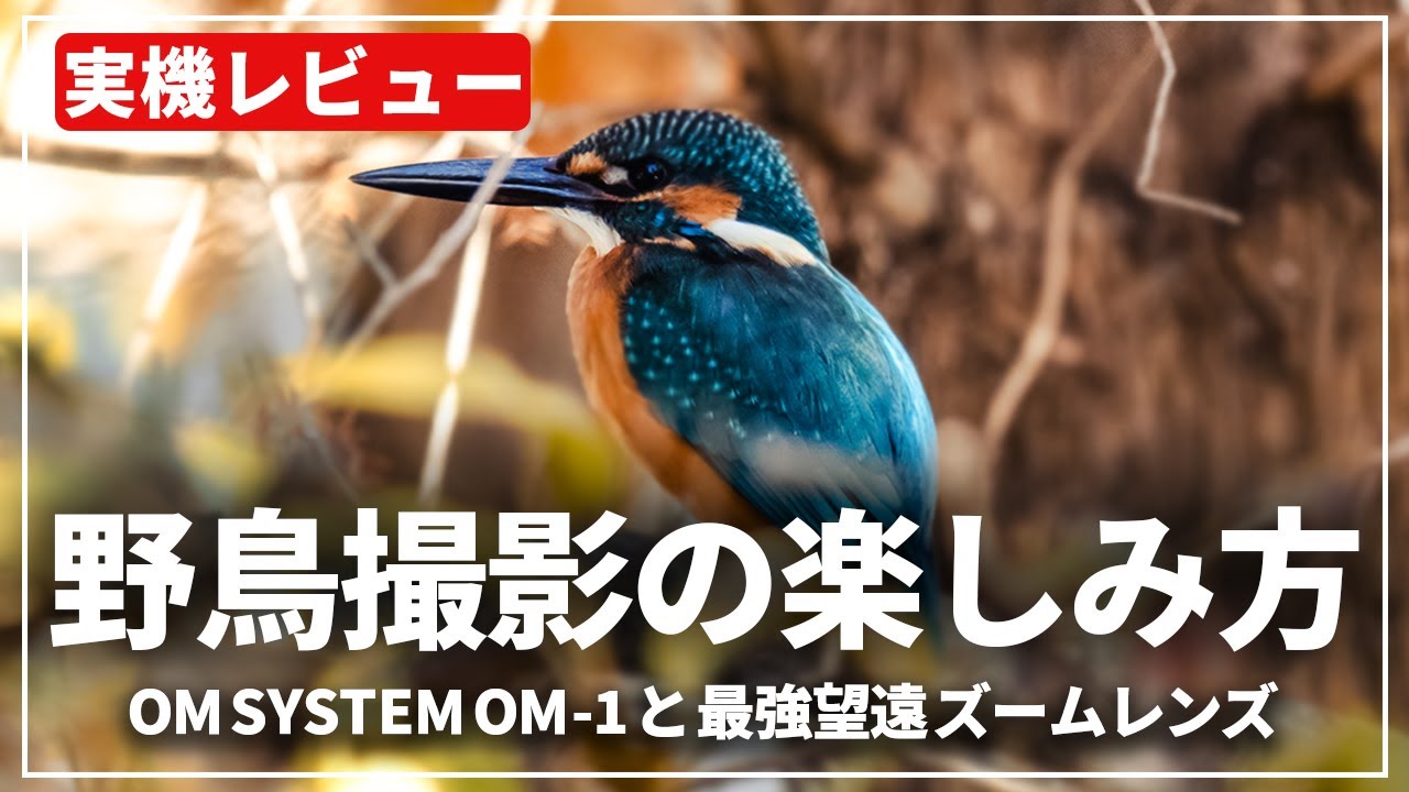 【野鳥撮影】OM SYSTEM OM-1と望遠レンズ3本を使って野鳥撮影の楽しみ方をご紹介！