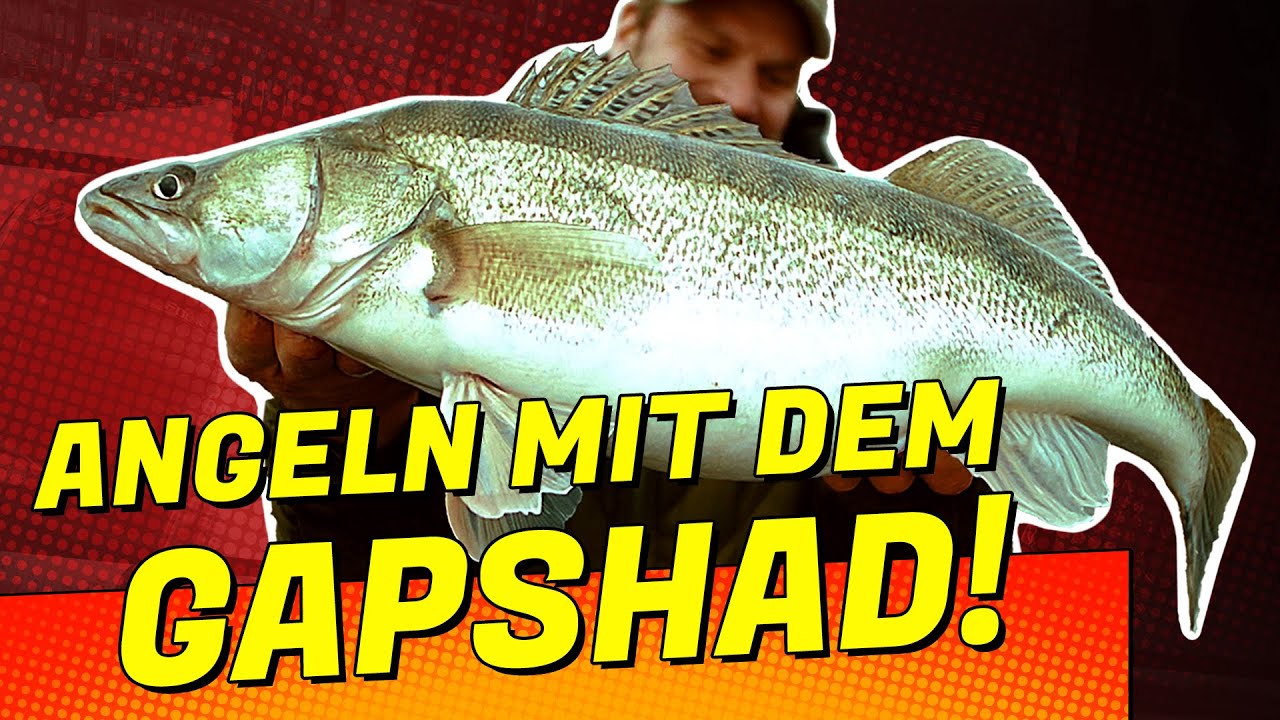 Auf Zander mit Gummifisch - Angeln vom Boot mit dem Gapshad #Fisherino