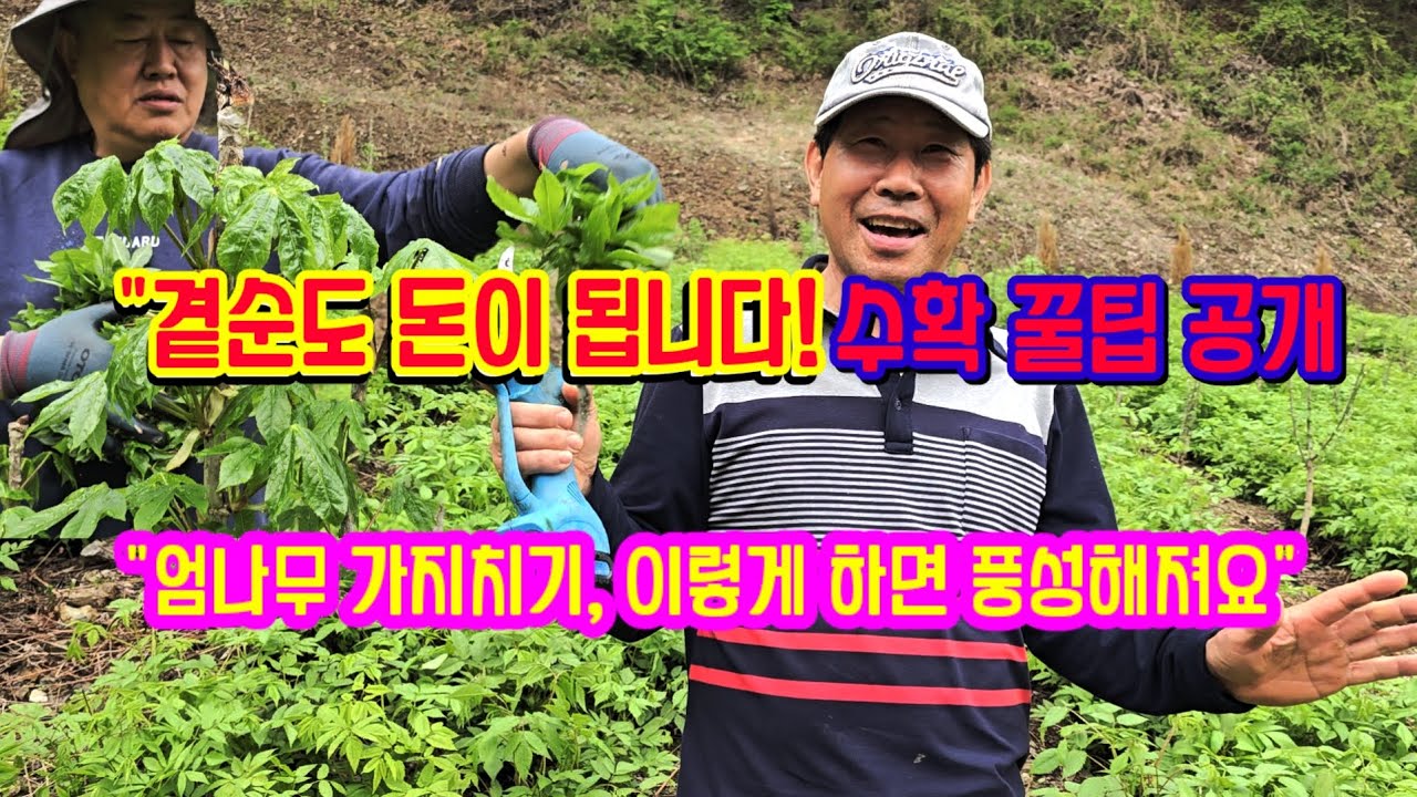 엄나무순 수확 끝? 아닙니다! 곁순 수확과 가지치기까지 완전 정복