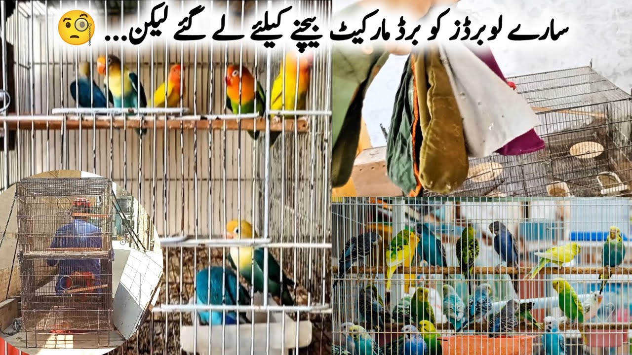 Sare Love Bird ko Bird Market Bechne ke liye lay Gaye lakin...🧐
