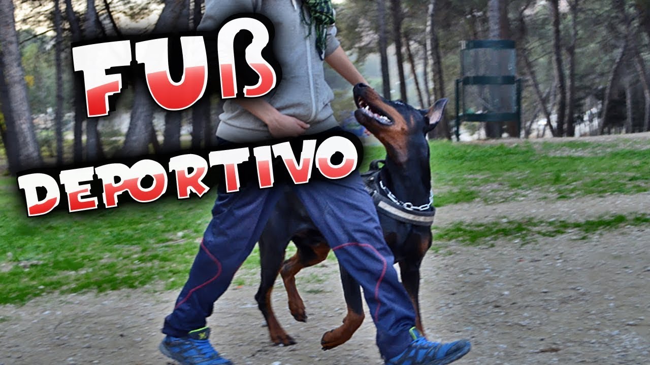 Entrena a tu perro para caminar junto a ti en el Fuß deportivo