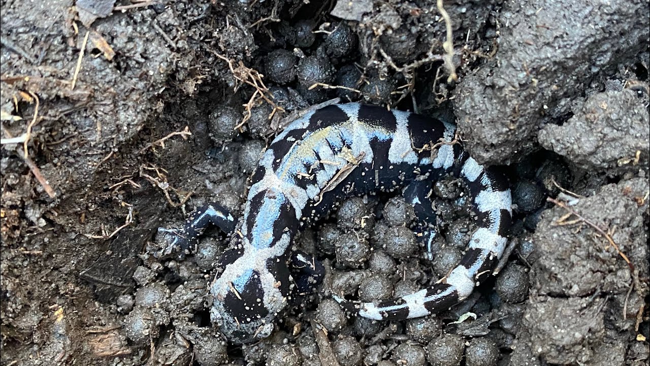 Herping - October 2022- Holy MOLEy salamanders ! We find 6 marbled salamanders in one day and more!