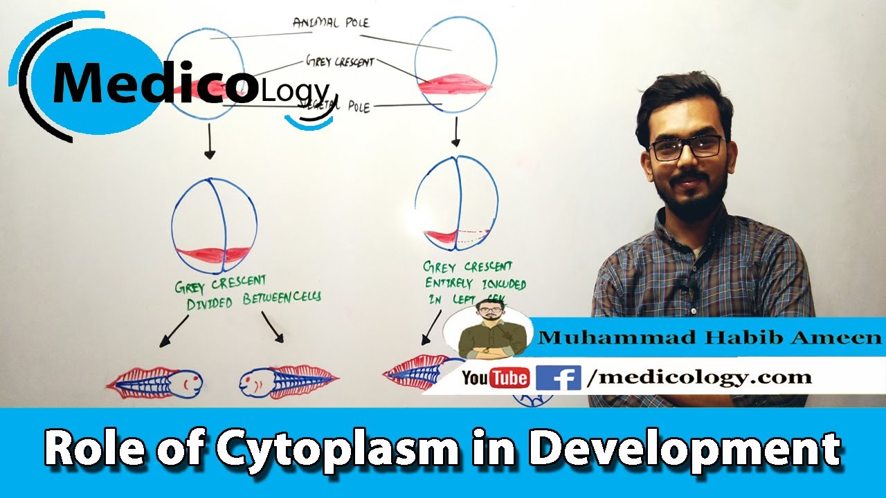 Role of Cytoplasm in Development || Lecture # 07