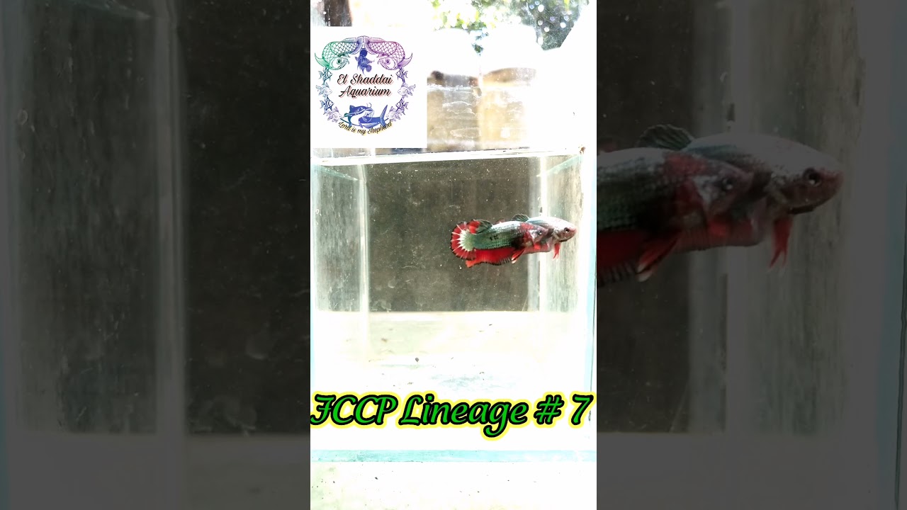 FCCP Lineage Pairs 3  ❤️🤍❤️🤍                  #ExoticBetta #Betta #Chennai #BettaSale