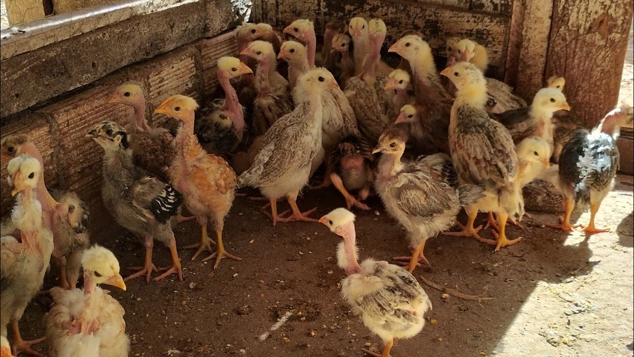 Franguinhos com 26 dias ótimo desenvolvimento tirando do berçário e levando pra baia.
